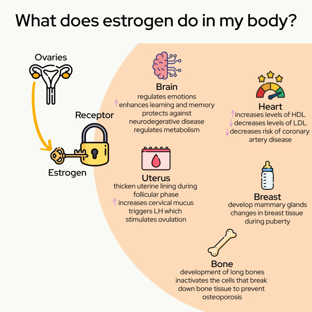 Infographic showing how estrogen affects the brain, heart, uterus, breast, and bones—highlighting the hormone’s role in memory, fertility, cholesterol levels, and preventing osteoporosis. Relevant to understanding how soy and phytoestrogens may increase estrogen naturally in females.